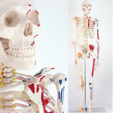 SKELETON08 (12369) squelette médical de taille de la vie de nature médicale de la vie 170CM avec des muscles et des ligaments, modèle de squelette de 170cm